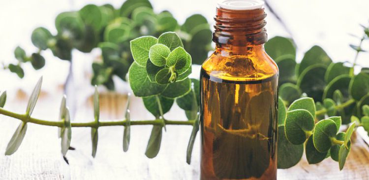 Vaping Eucalyptus Helps Cold and Flu